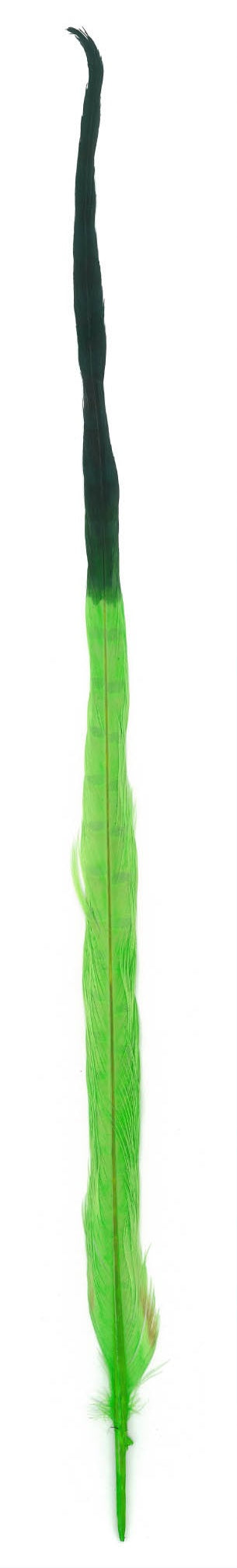 Kalkoen veren bicolor 58cm - 10 stuks