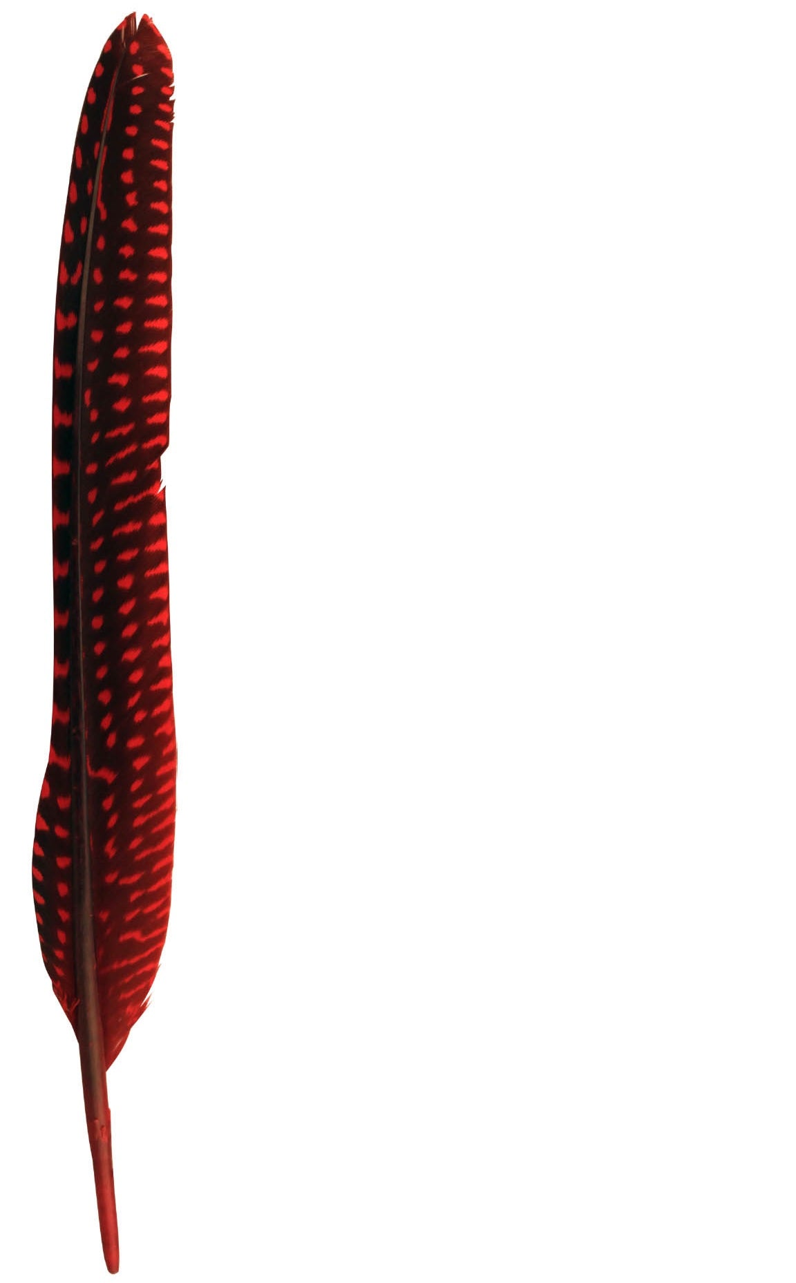 Parelhoen veren 23cm - 25 stuks