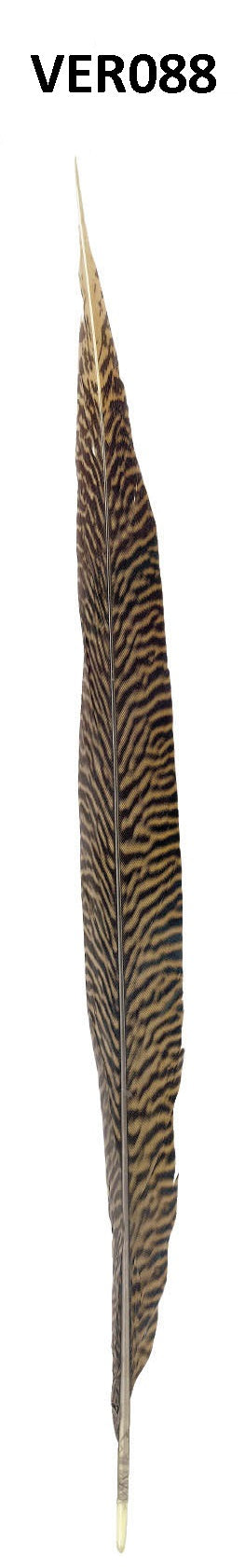 Fazant veer 45cm - 10 stuks