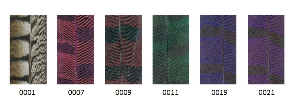 Fazant veer 60cm - 5 stuks